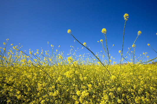 Field of bright yellow flowers on blue sky day
